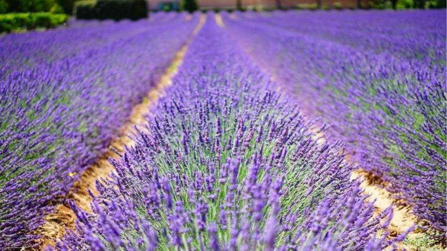 обрізка лаванди