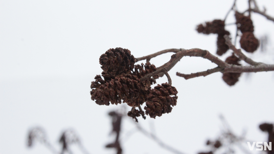 Мокрий сніг та ожеледиця на Волині: прогноз погоди на робочий тиждень