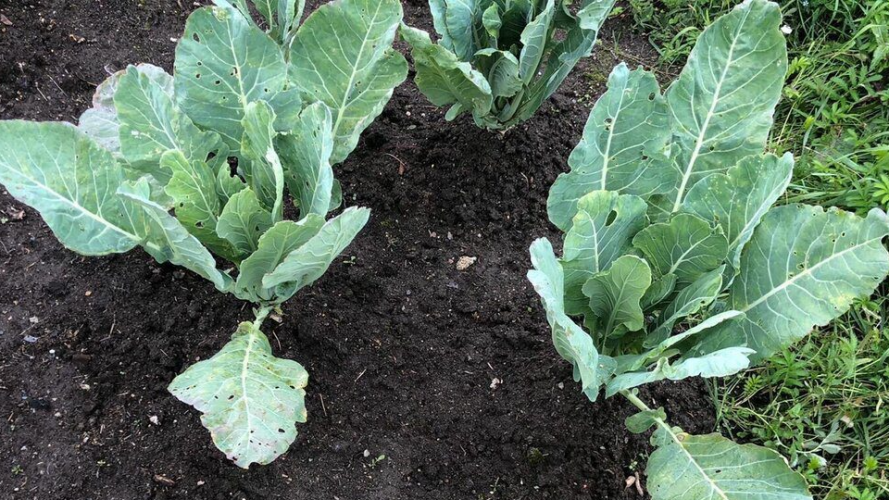 Секрет гарного врожаю: як правильно садити капусту навесні