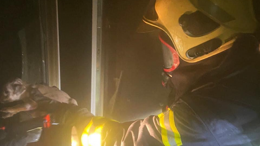 Волинські рятувальники з палаючого будинку винесли п’ятьох цуценят
