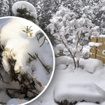 Чому не варто збивати сніг із грядок та дерев — важлива зимова помилка