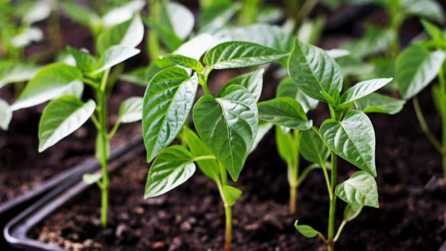 Коли сіяти перець на розсаду у січні та лютому 2026 року за місячним календарем