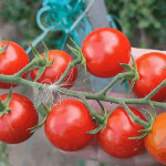 Як захистити томати від фітофтори