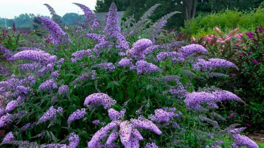 як посадити будлею Давида