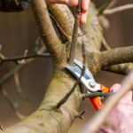Обрізка яблуні в березні: як не нашкодити дереву і зберегти врожай
