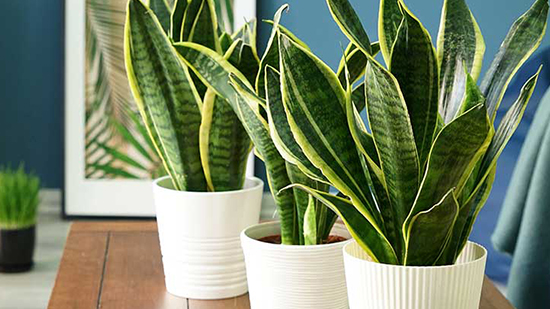 Чому сохне листя у тещиного язика: дешеве підживлення для сансевієрії, яке діє миттєво