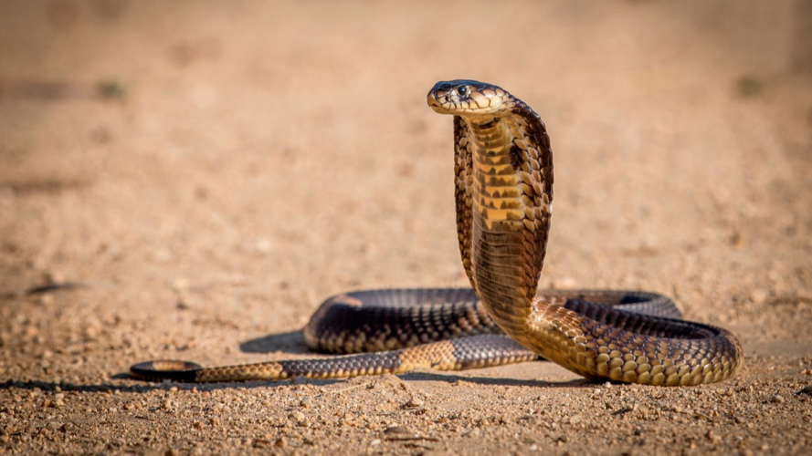 Грався із змією: чоловік помер після поцілунку з коброю