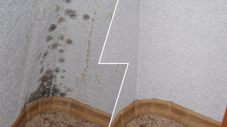 Як за 10 хвилин без хімії позбутися плісняви на стінах