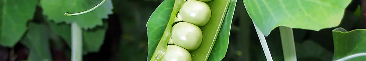 Відкладати не можна: коли сіяти горох навесні 2026 року