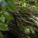 Трагедія у лісництві: на Волині під час вирубки дерев загинув чоловік