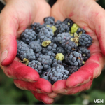 Ожина, малина та смородина: скільки коштують саджанці кущових ягід на Волині?