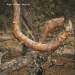 Сосни вигинаються у петлі та спіралі: на Волині росте унікальний «закручений» ліс