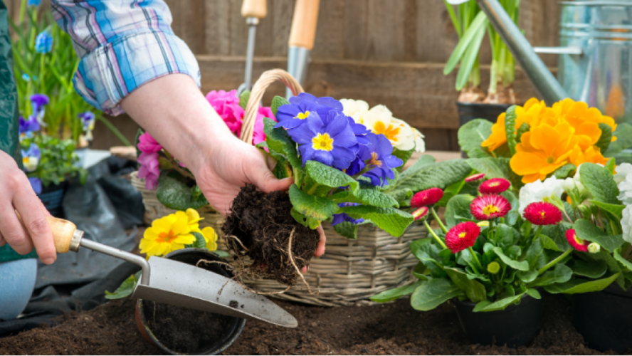 Зацвітуть уже в травні: які квіти треба сіяти на розсаду вже сьогодні