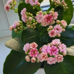 Як правильно доглядати за каланхое для тривалого цвітіння