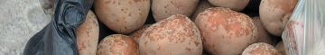 Скільки коштує картопля на ринках у Луцьку: огляд цін