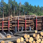 Близько 400 вагонів волинського лісу відправлять на Миколаївщину