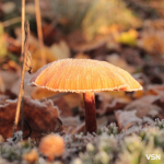 Після нічного холоду на Волині господарі можуть втратити більшість ранніх фруктів