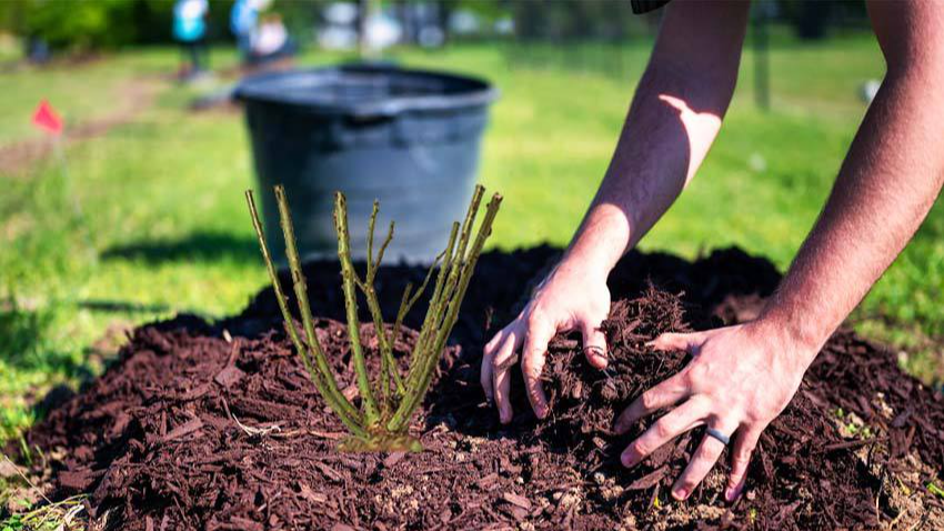 Весняний догляд за трояндами: що зробити і чим обробити