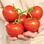 Щедрий урожай без зайвого клопоту: ультраранній сорт помідорів, який ніколи не підводить