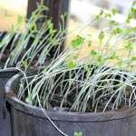 Що робити, якщо розсада витягнулася і стала тонкою та довгою: поради, які швидко допоможуть