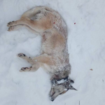 Перегризають шию: у селі на Волині хижаки нападають на домашніх собак