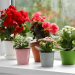 Як змусити кімнатні рослини цвісти