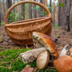 На Волині розшукали грибника, якому стало зле в лісі