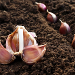 Коли садити часник у листопаді 2025 року: є лише декілька найкращих днів для найкращого врожаю