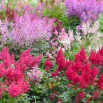  Рослина-багаторічник, яка росте без сонця