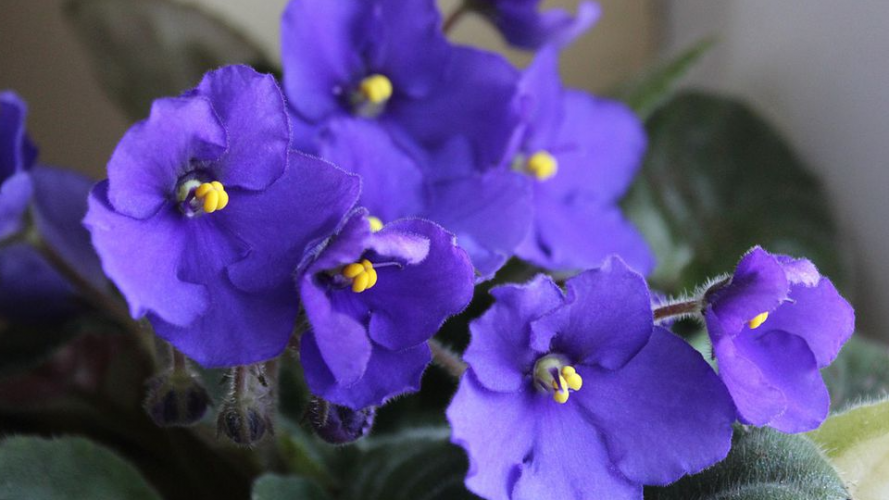 Фіалки зацвітуть як скажені: просте домашнє підживлення, яке справді працює