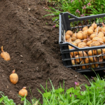 Коли садити картоплю у квітні 2024