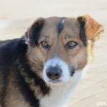 У Луцьку на людей нападають зграї собак: що відомо