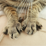 Чому кіт розминає вас лапками