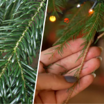 Як використати хвою від новорічної ялинки: практичні поради для саду та городу