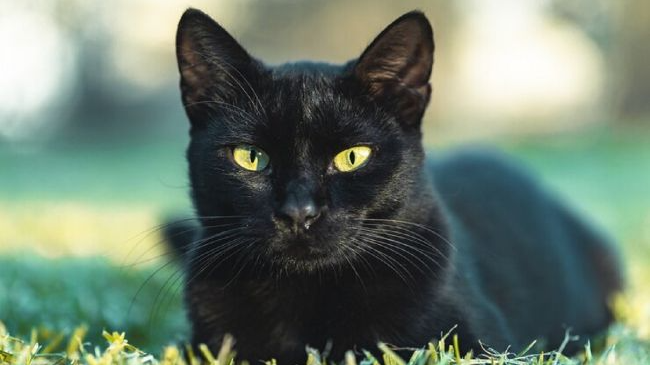 Їх не можна ігнорувати: якими сигналами коти попереджають господарів про небезпеку