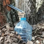 Скільки коштує березовий сік на Волині?