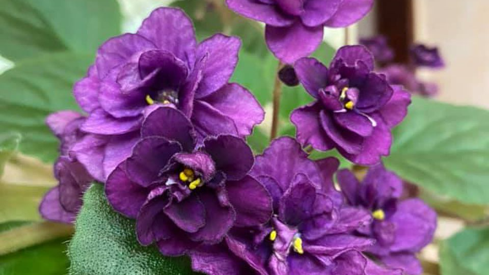 Чому в’януть фіалки? 5 причин та поради, як врятувати рослину
