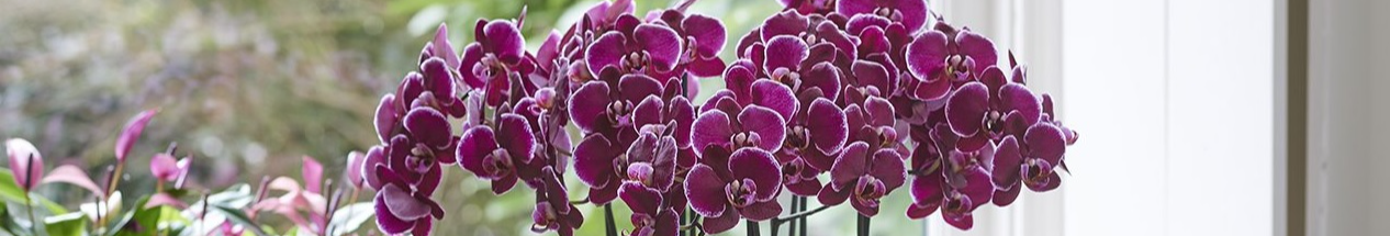 Як «розбудити» і змусити квітнути навіть суху орхідею: це підживлення робить дива