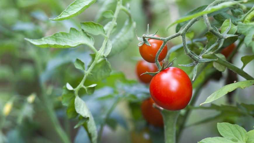 що посадити поруч з помідорами