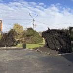 У Володимирі негода повалила дерева - фото