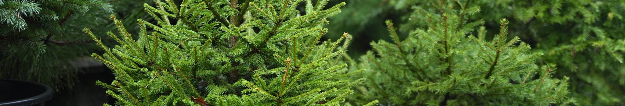 На Волині - одні з найдешевших ялинок в Україні: які ціни на хвойні дерева