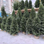«Без ялинки — не свято»: скільки коштує зелена красуня на ринку у Володимирі