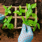 Що можна сіяти в лютому, коли сад і город під снігом: перелік овочів, ягід та квітів