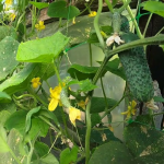 Підживлення огірків під час цвітіння: як отримати рясну зав’язь