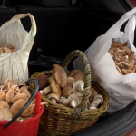 Пів машини білих грибів і опеньків за годину: репортаж з лісу у Луцькому районі. Відео