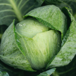 Перший врожай – вже на початку літа: який сорт ранньої білокачанної капусти обрати у 2026 році