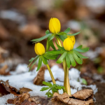 Стрітення 2026: що не можна робити в цей день і головні традиції святкування