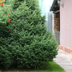 Чому не можна садити ялинку біля будинку: пустий забобон чи правда