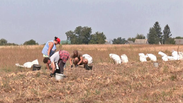 Як на Волині збирають картоплю і чи задоволені врожаєм