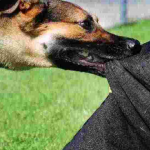 На Волині судили власника собаки, який вкусив людину